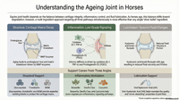 Senior Horse Joint Health